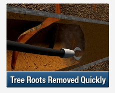 Tree Root Intrusions Heathcote